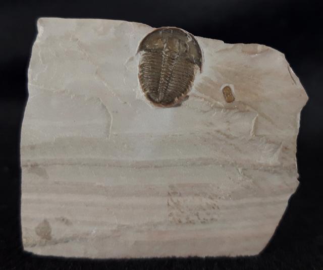Elrathia kingii (MEEK 1870) & Peronopsis interstricta (WHITE 1874) - Bild &copy; FossNet FossilienStore